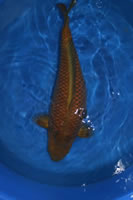 Chagoi