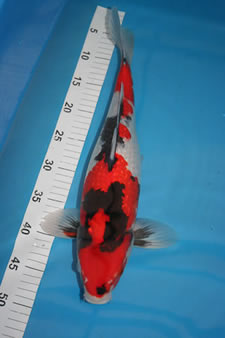 Quality Koi