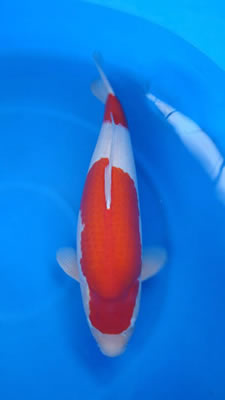 Quality Koi