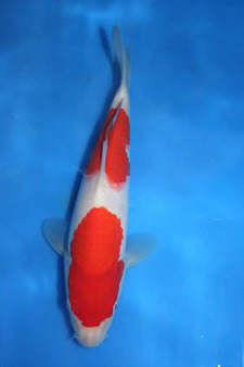 Quality Koi