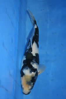 Quality Koi